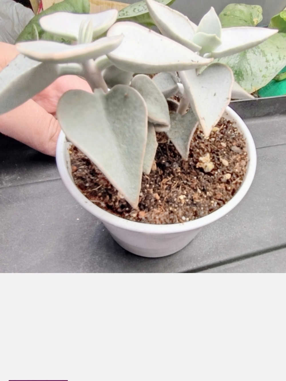 Rare Live "Silver Teaspoons" Heart-Shaped Succulent